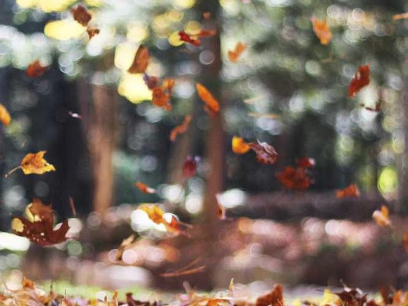 Parklands - Karura Forest Edge